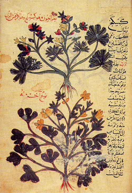 kabikaj nama tumbuhan