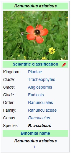 Kabikaj atau Ranunculus asiaticus