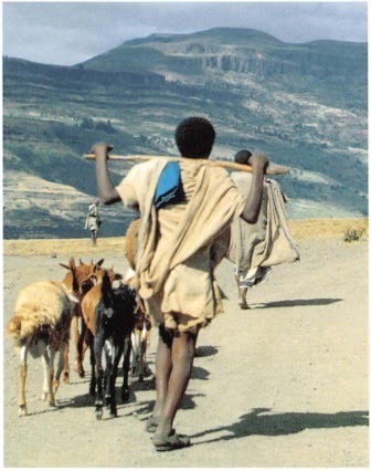 penggembala kambing di ethiopia penemu kopi